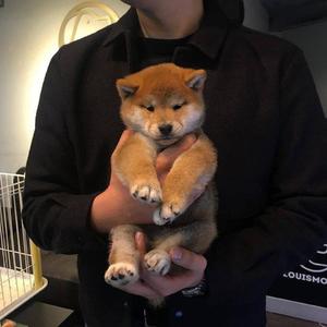 欧美Ⅴideoss大爆乳
